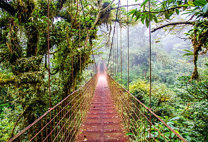 Fototapeta Jungle bridge 24828